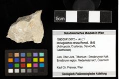 Foto (Objekt + Etiketten) von Mesogalathea striata (Remeš, 1895) 